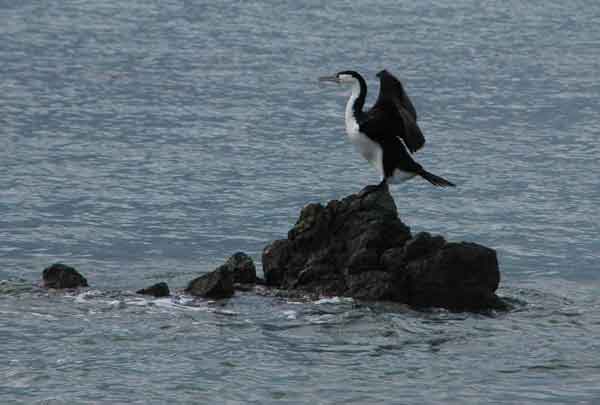 Cormorán - Nueva Zelanda 2.jpg